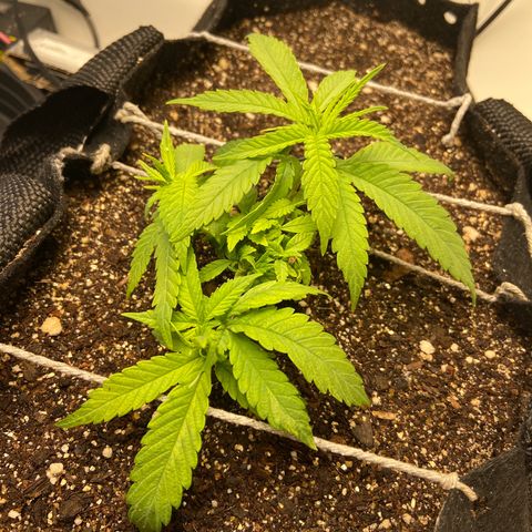 Super Lemon Haze growlog timeline photo