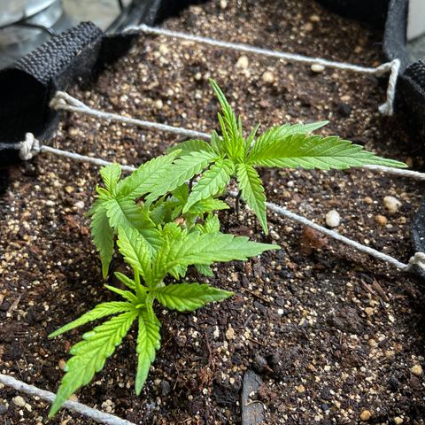 Super Lemon Haze growlog timeline photo