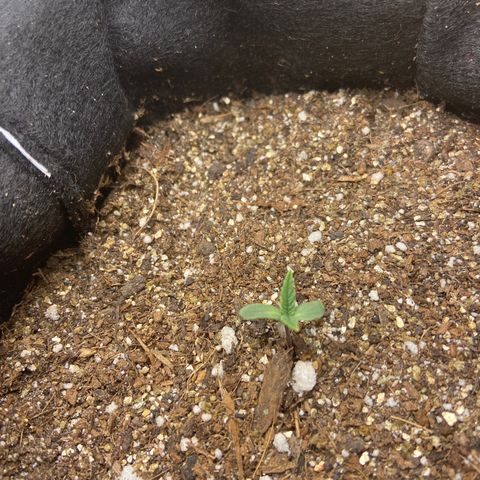 Super Lemon Haze growlog timeline photo