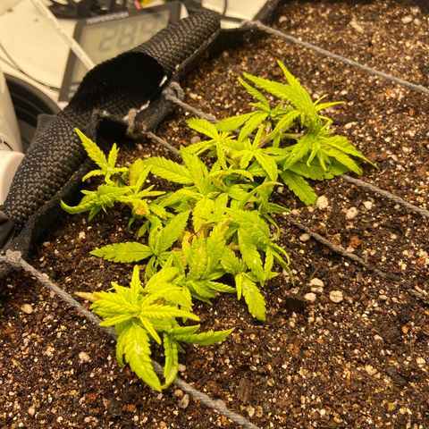 Super Lemon Haze growlog timeline photo