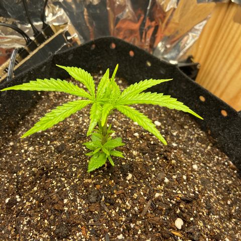 Super Lemon Haze growlog timeline photo