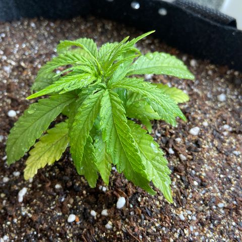 Super Lemon Haze growlog timeline photo