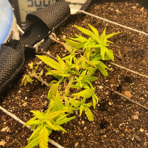 Super Lemon Haze growlog timeline photo