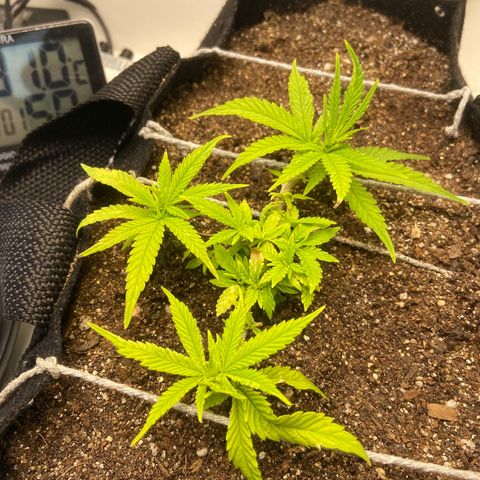 Super Lemon Haze growlog timeline photo