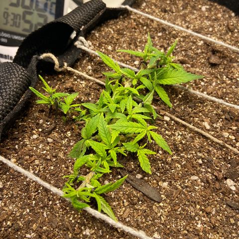 Super Lemon Haze growlog timeline photo