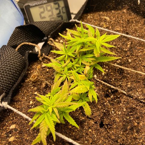Super Lemon Haze growlog timeline photo