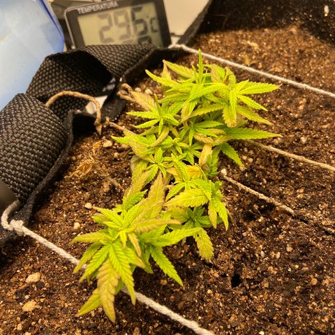 Super Lemon Haze growlog timeline photo