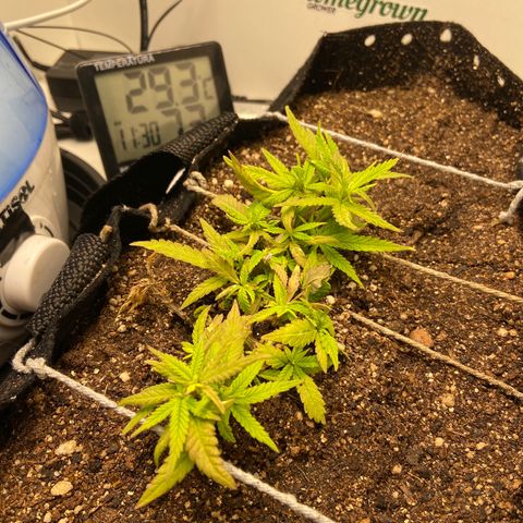 Super Lemon Haze growlog timeline photo