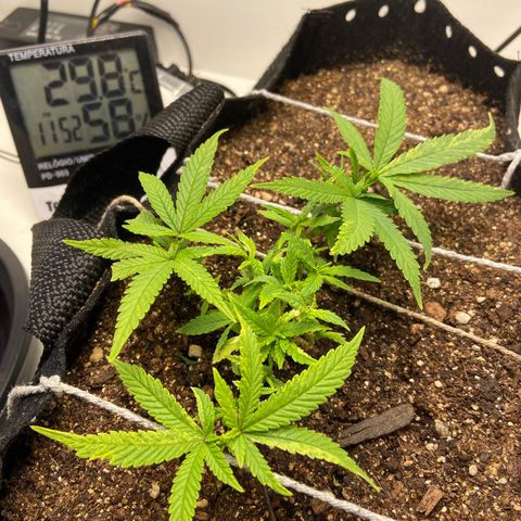 Super Lemon Haze growlog timeline photo
