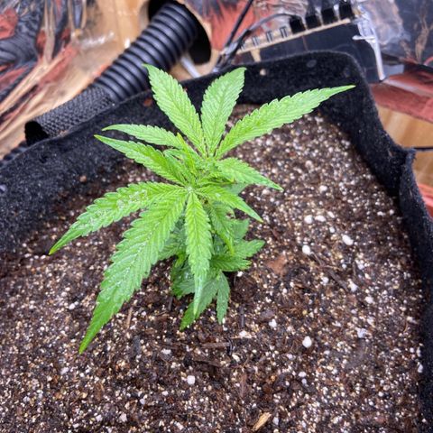 Super Lemon Haze growlog timeline photo