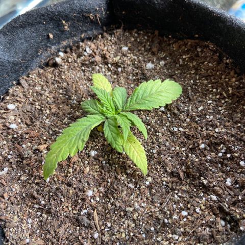 Super Lemon Haze growlog timeline photo