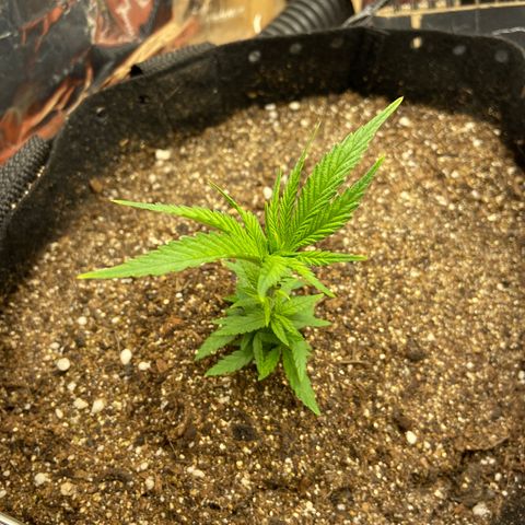 Super Lemon Haze growlog timeline photo