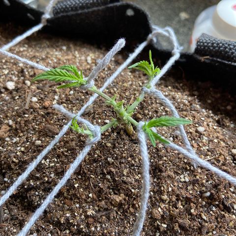 Super Lemon Haze growlog timeline photo