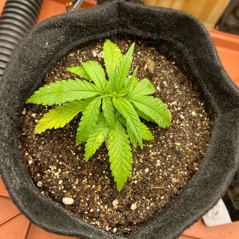 Super Lemon Haze growlog timeline photo
