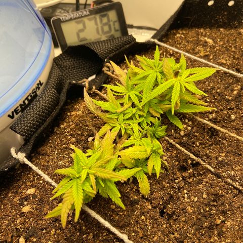 Super Lemon Haze growlog timeline photo