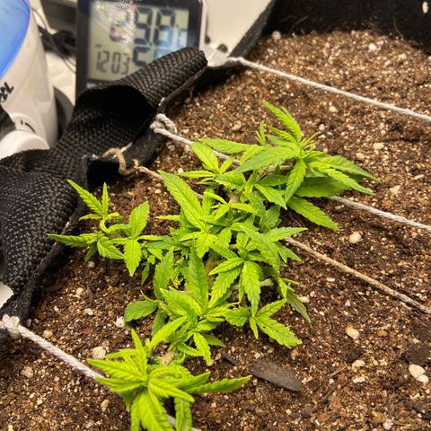 Super Lemon Haze growlog timeline photo