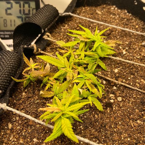 Super Lemon Haze growlog timeline photo