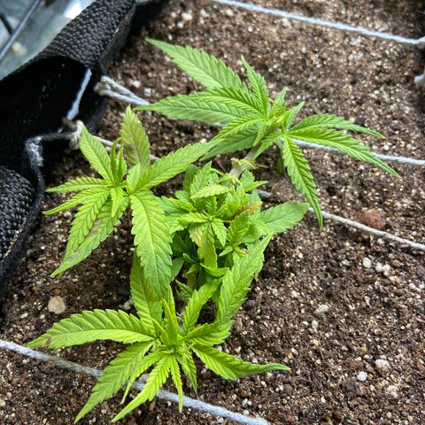 Super Lemon Haze growlog timeline photo