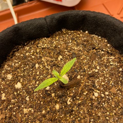Super Lemon Haze growlog timeline photo
