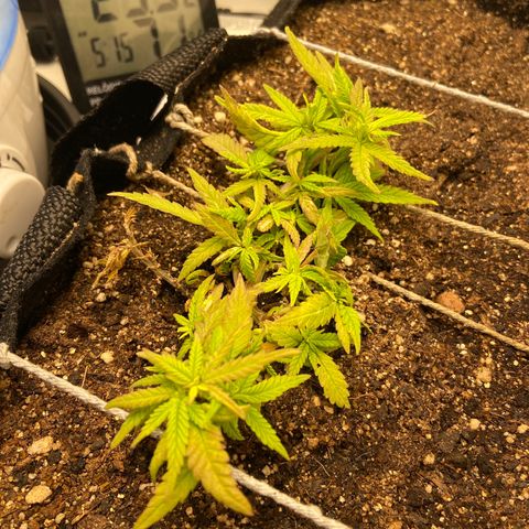 Super Lemon Haze growlog timeline photo