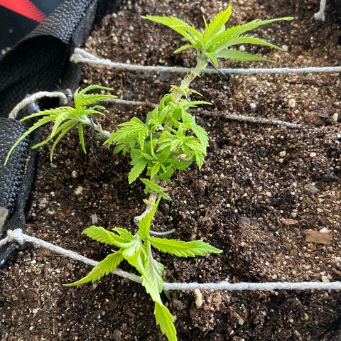 Super Lemon Haze growlog timeline photo