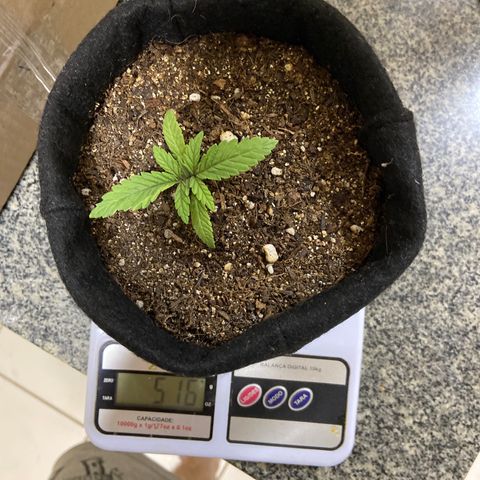 Super Lemon Haze growlog timeline photo