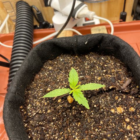 Super Lemon Haze growlog timeline photo