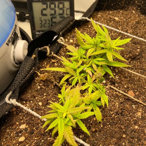Super Lemon Haze growlog timeline photo