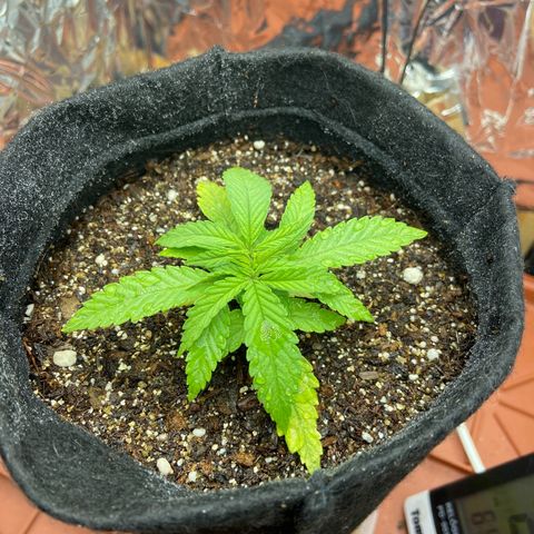 Super Lemon Haze growlog timeline photo