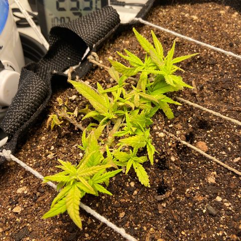 Super Lemon Haze growlog timeline photo