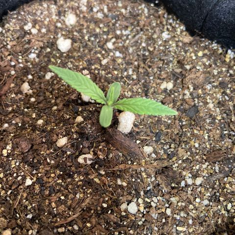 Super Lemon Haze growlog timeline photo