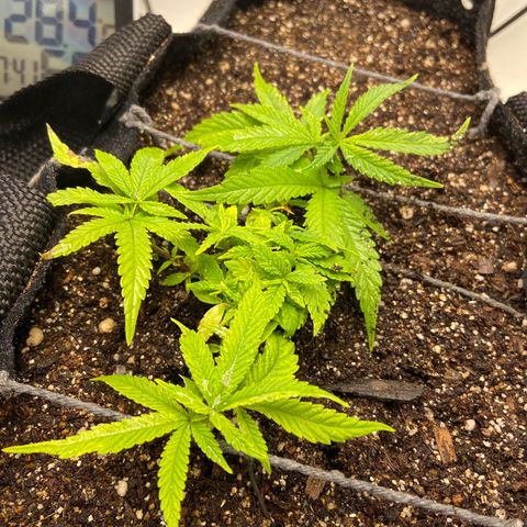 Super Lemon Haze growlog timeline photo
