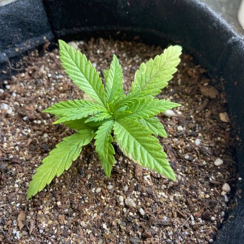 Super Lemon Haze growlog timeline photo