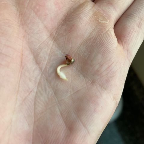 Super Lemon Haze growlog photo: Coloquei a semente germinada na terra da 420 substrato