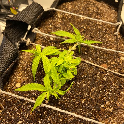 Super Lemon Haze growlog timeline photo