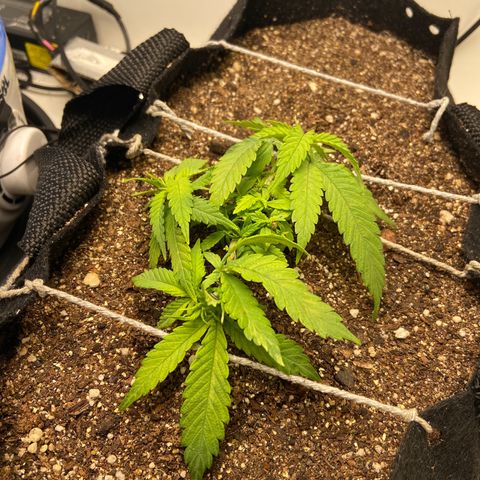 Super Lemon Haze growlog timeline photo