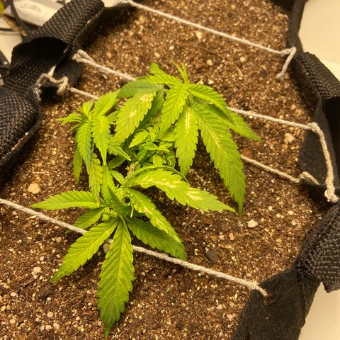 Super Lemon Haze growlog timeline photo