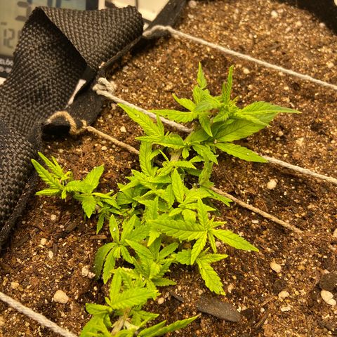 Super Lemon Haze growlog timeline photo