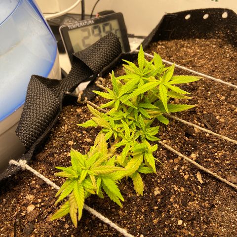 Super Lemon Haze growlog timeline photo