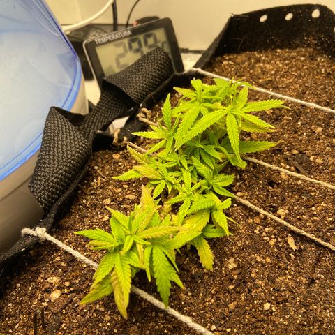 Super Lemon Haze growlog timeline photo