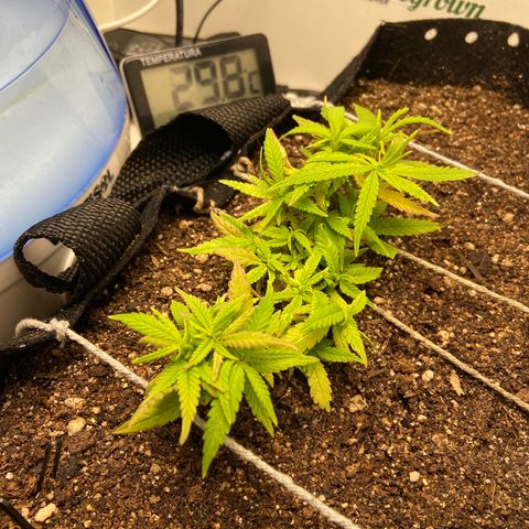 Super Lemon Haze growlog timeline photo