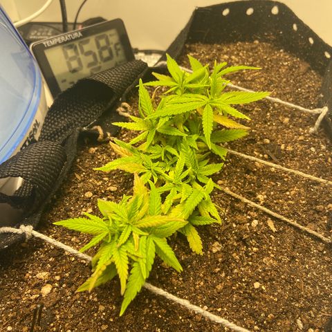 Super Lemon Haze growlog timeline photo
