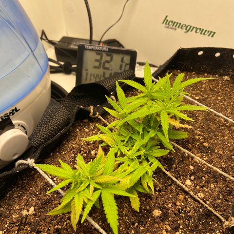 Super Lemon Haze growlog timeline photo