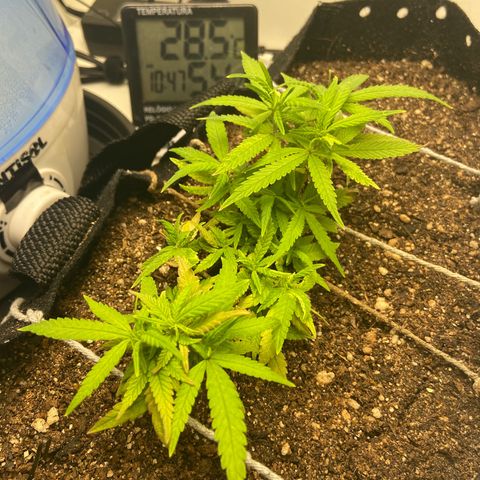 Super Lemon Haze growlog timeline photo