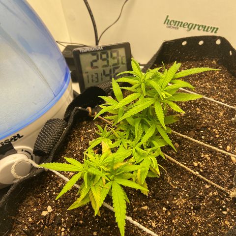 Super Lemon Haze growlog timeline photo