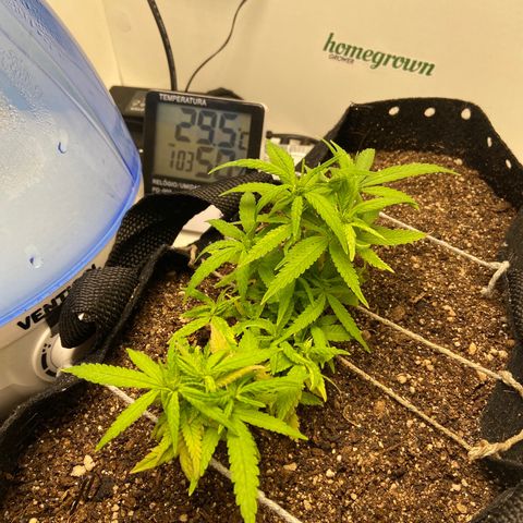 Super Lemon Haze growlog timeline photo