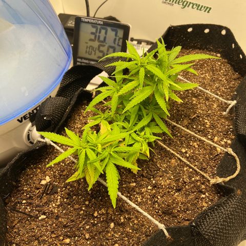 Super Lemon Haze growlog timeline photo
