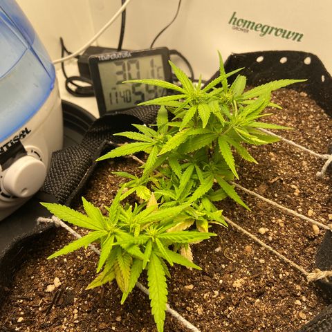Super Lemon Haze growlog timeline photo
