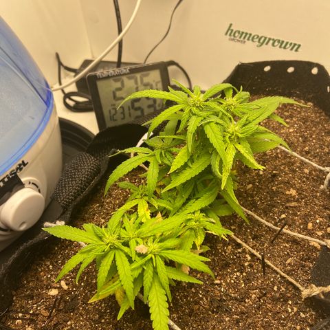 Super Lemon Haze growlog timeline photo