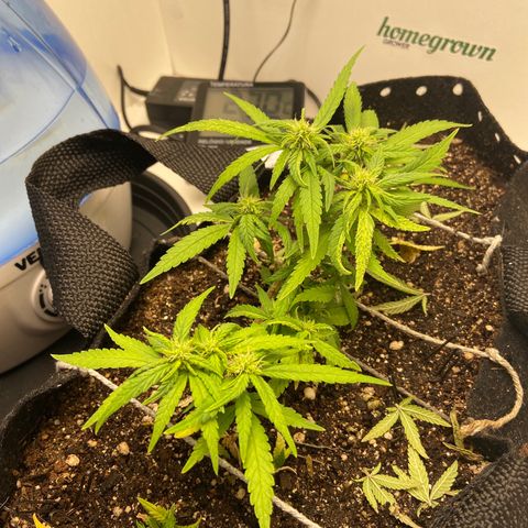 Super Lemon Haze growlog timeline photo